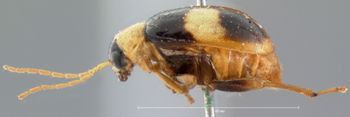 Media type: image; Entomology 18443   Aspect: habitus lateral view
